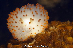 The colorful yellow gas flame nudibranch unique to both s... by Peet J Van Eeden 
